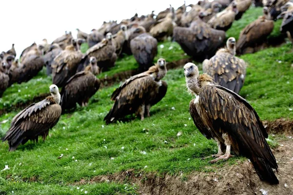 Een Kudde Van Gieren Berust Een Heuvel Een Begrafenis Van — Stockfoto