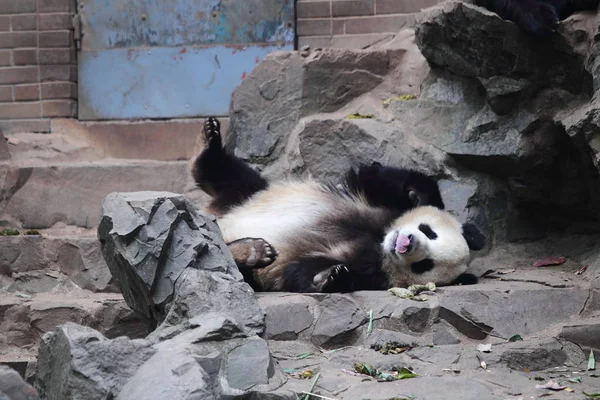 Panda Géant Jumeau Repose Sur Une Pierre Zoo Hangzhou Hangzhou — Photo