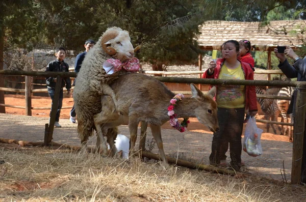 Koyun Uzun Saç Yakından Geyik Ile Temas Chunzi Kunming Yunnan — Stok fotoğraf