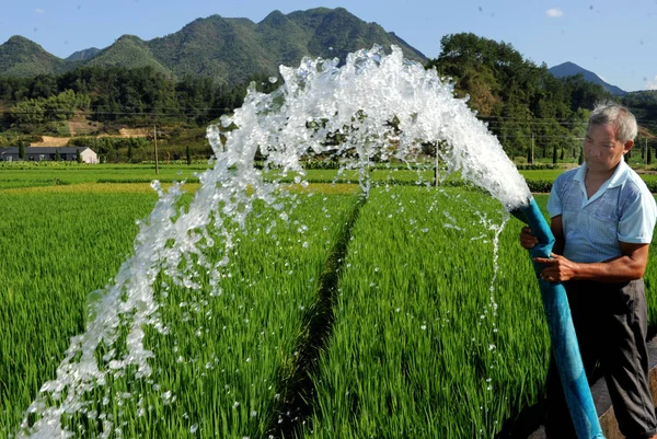 Ein Chinesischer Farmer Schläuche Wasser Zur Bewässerung Seines Reisfeldes Während — Stockfoto