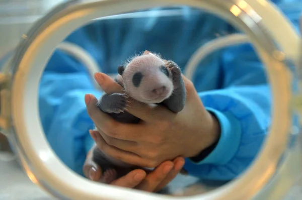 Miembro Del Personal Chino Muestra Cachorro Panda Gigante Recién Nacido — Foto de Stock