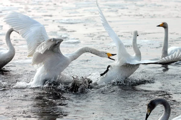 Лебедь Бросает Вызов Другому Время Битвы Друга Лебедином Озере Яндунцзяо — стоковое фото