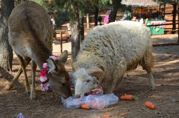 Sheep Long Hair Eats Carrots Deer Chunzi Yunnan Wild Animal — Stock Photo, Image