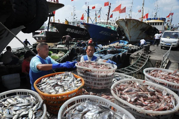 Los Pescadores Chinos Seleccionan Productos Pesqueros Puerto Zhoushan Antes Del — Foto de Stock