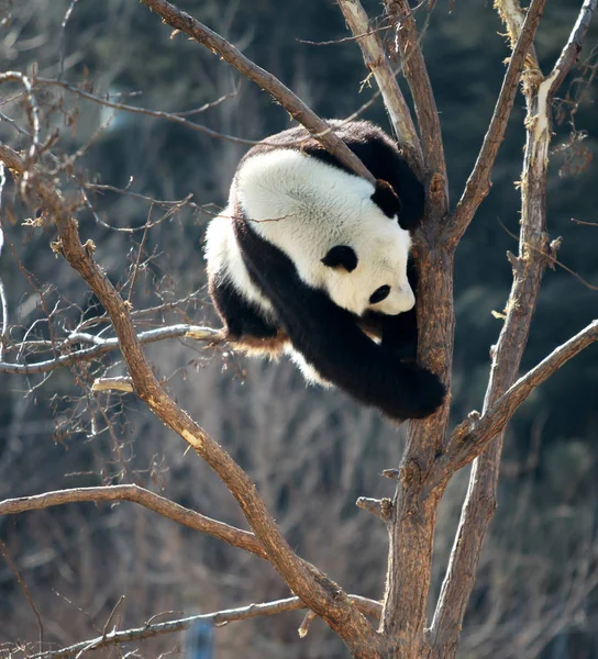 Panda Ses Spela Kvist Djurpark Yantai Östra Chinas Shandong Provinsen — Stockfoto