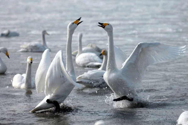 Een Zwaan Daagt Een Ander Uit Tijdens Een Gevecht Voor — Stockfoto