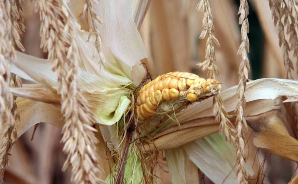 Ein Verdorrter Mais Der Durch Eine Schwere Und Anhaltende Dürre — Stockfoto