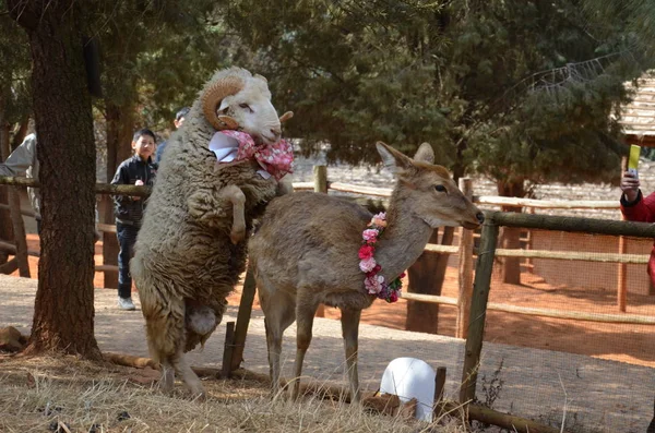 Fåren Långt Hår Kontakter Nära Med Rådjur Chunzi Yunnan Wild — Stockfoto