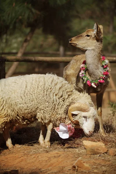 Koyun Uzun Saç Yakından Geyik Ile Temas Chunzi Kunming Yunnan — Stok fotoğraf