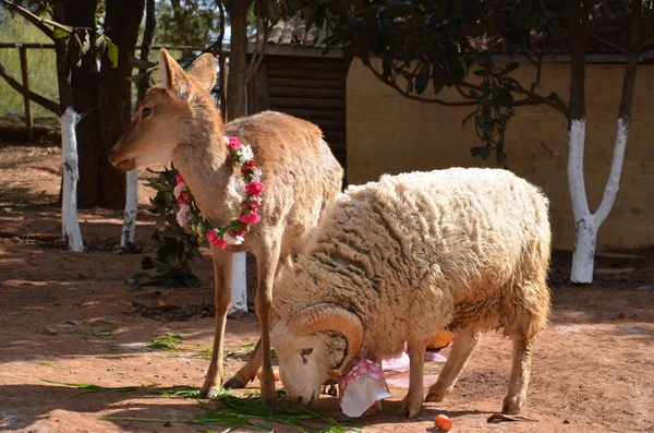 Das Schaf Langes Haar Mit Dem Hirsch Chunzi Yunnan Wildtierpark — Stockfoto