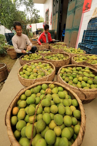 Agricultores Chineses Selecionam Frutas Frescas Monge Luo Han Guo Uma — Fotografia de Stock