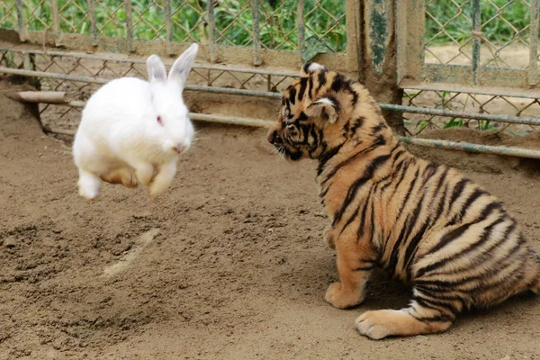 Królik Skacze Obok Dziecka Tygrys Syberyjski Qingdao Forest Wildlife World — Zdjęcie stockowe