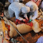 Chinese medical experts operate on the 11-year-old female African lion to remove a tumor from her body at Wuhan Jiufeng Forest Zoo in Wuhan city, central Chinas Hubei province, 24 November 2013