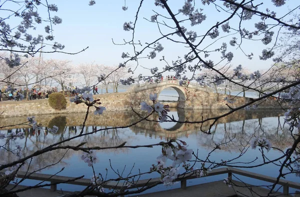 Tourists View Cherry Blossom Taihu Lake Yuantouzhu Scenic Spot Wuxi — Stockfoto