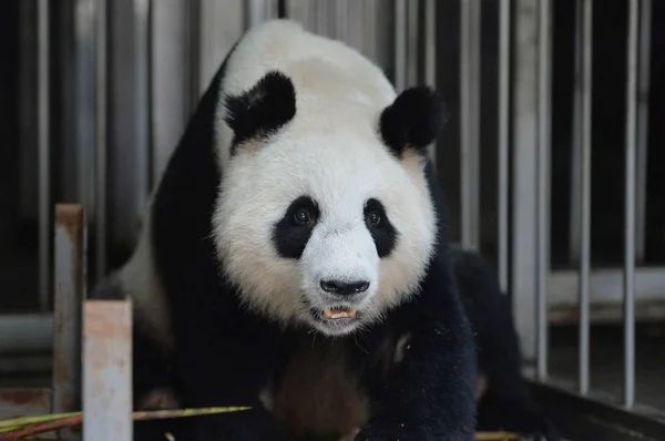 Kobiece Giant Panda Jiaozi Wygląda Jak Ona Zjada Pędy Bambusa — Zdjęcie stockowe