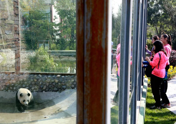 Los Turistas Observan Panda Gigante Jardín Expo Durante Día Nacional — Foto de Stock