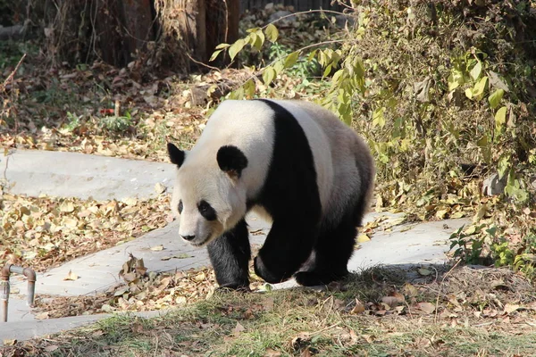 2013年11月20日 一只大熊猫在中国北京的一家动物园被拍到 — 图库照片