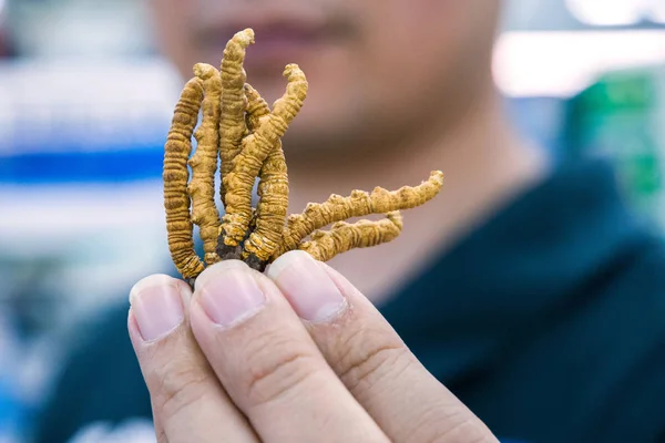 Seller Shows Parasitic Fungus Cordyceps Sinensis Tcm Traditional Chinese Medicine — Stock Photo, Image