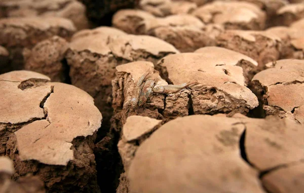Los Peces Muertos Representan Estanque Seco Durante Una Sequía Condado — Foto de Stock