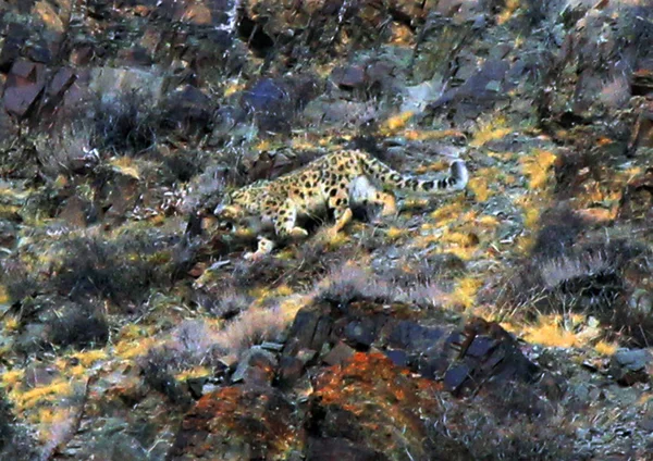 Leopardo Salvaje Nieve Fotografiado Mientras Persigue Una Bandada Capra Ibexes — Foto de Stock