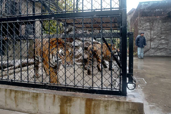 南中国の虎は中国上海の上海動物園の繁殖センターで彼らの囲いの中に入れられている 月2013 — ストック写真