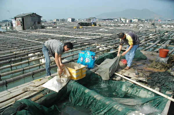 Chinesische Bauern Arbeiten Einer Großen Gelben Aquafarm Xiapu County Stadt — Stockfoto