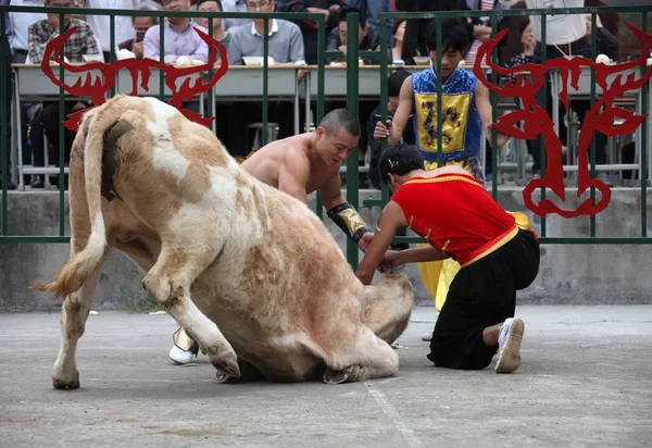 Çinli Bir Boğa Güreşçisi Jiaxing Doğu Chinas Zhejiang Eyaleti Ekim — Stok fotoğraf