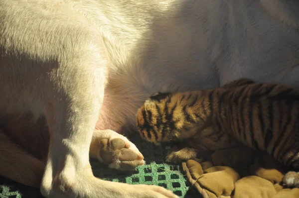 Kobiet Labrador Piersi Karmi Nowy Urodzony Baby South China Tiger — Zdjęcie stockowe