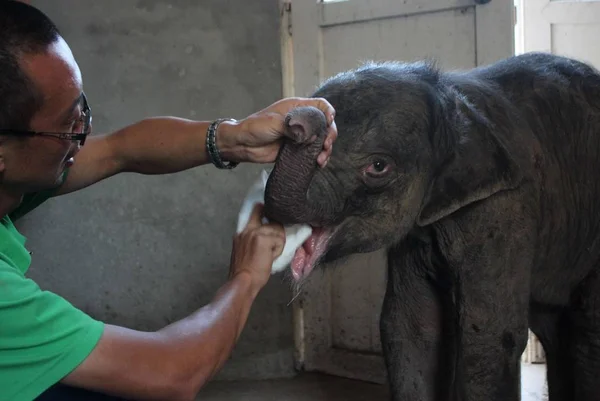Китайський Зберігач Тварин Очищає Рот Чоловічого Дитини Слона Днів Після — стокове фото