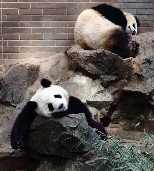 Gemelos Panda Gigantes Chengda Chengxiao Descansan Sobre Piedras Zoológico Hangzhou —  Fotos de Stock