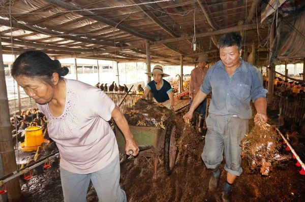 Китайские Фермеры Убирают Мёртвых Цыплят Утопленных Наводнениями Птицеферме После Сильных — стоковое фото