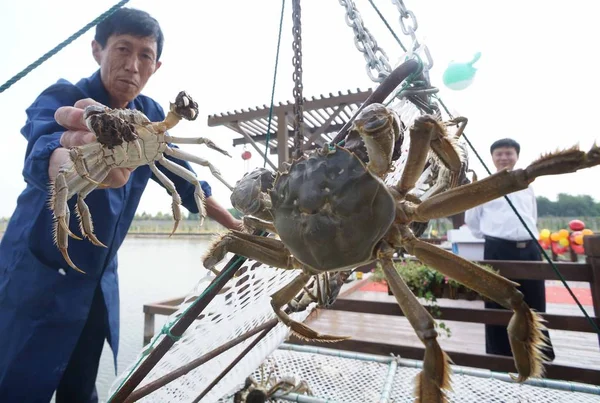 Chinese Farmer Shows Crab Crab Farm Chongming County Shanghai China — Stock Photo, Image