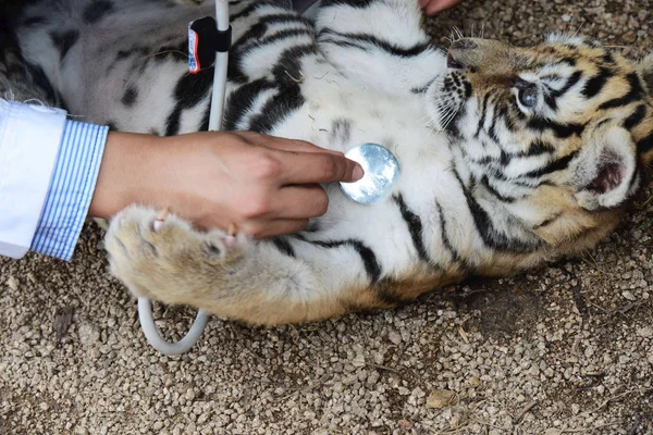 Empleado Chino Examina Tigre Siberiano Bebé Qingdao Forest Wildlife World —  Fotos de Stock