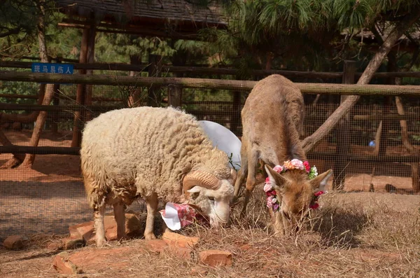 Koyun Uzun Saç Yakından Geyik Ile Temas Chunzi Kunming Yunnan — Stok fotoğraf