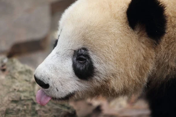 Das Fell Der Schwarzen Augenringe Von Chengxiao Einem Der Riesenpanda — Stockfoto