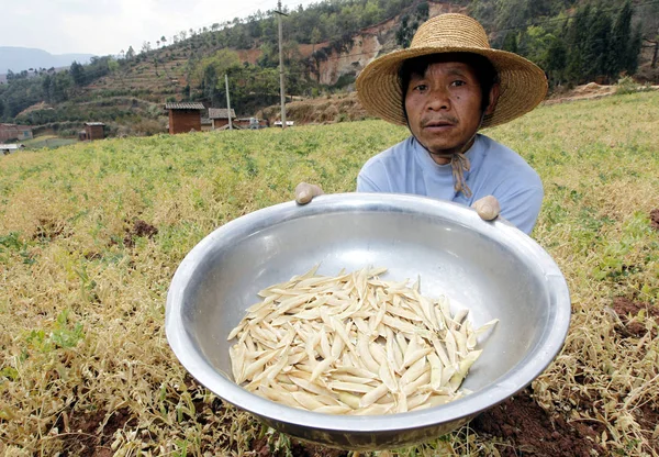 Ein Chinesischer Bauer Zeigt Verdorrte Erbsen Auf Seinem Feld Verursacht — Stockfoto