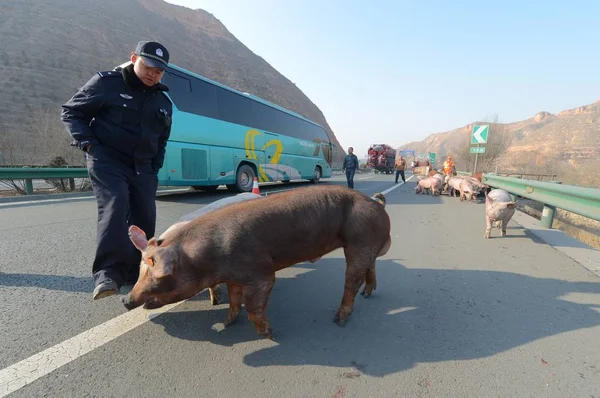 Policier Ramène Des Porcs Évadés Sur Une Autoroute Lanzhou Dans — Photo