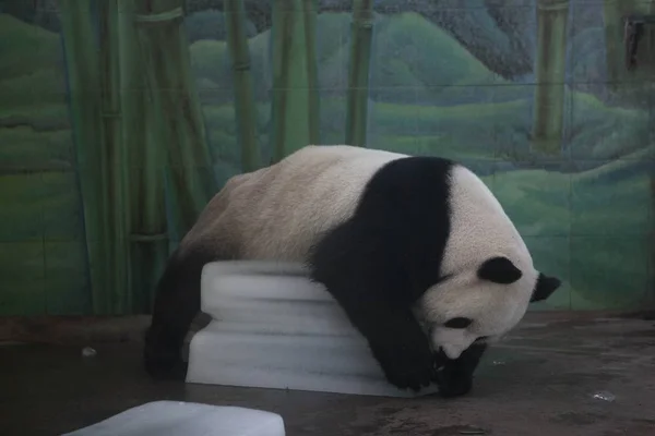 Panda Gigante Fica Blocos Gelo Para Refrescar Zoológico Wuhan Província — Fotografia de Stock