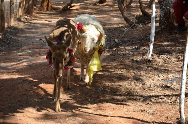 Koyun Uzun Saç Kunming Yunnan Wild Animal Park Geyik Chunzi — Stok fotoğraf