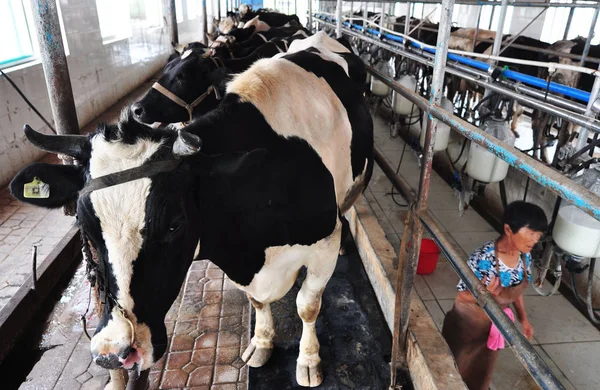 Čínský Farmář Prochází Kolem Krav Mlékařském Hospodářství Binzhou City Východní — Stock fotografie