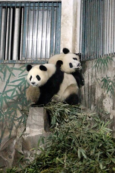 Die Zwillingspandas Chengda Und Chengxiao Sind Der Pandahalle Zoo Von — Stockfoto