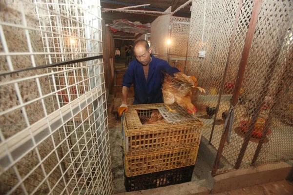Chinese Worker Puts Chickens Chicken Cage Poultry Wholesale Market Ningbo — Stock Photo, Image