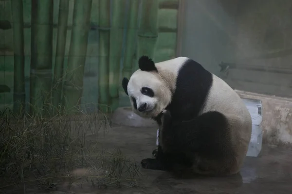 Egy Óriás Panda Mellett Jégtömbök Kell Lehűlni Készülékbe Egy Állatkert — Stock Fotó