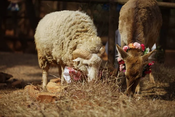 Koyun Uzun Saç Geyik Ile Resmedilmiştir Chunzi Kunming Yunnan Wild — Stok fotoğraf