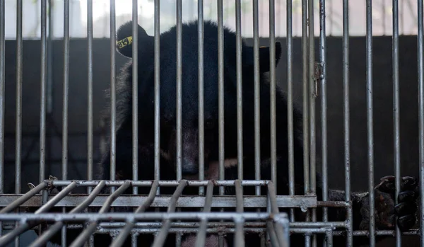 2012年2月22日 在福建省惠安市桂镇塘熊胆提取车间 发现一只笼熊 — 图库照片