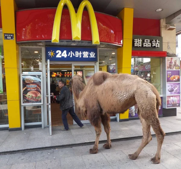 Beggar Holding Camel Begging Food Money Entering Mcdonalds Restaurant Shaoxing — Stock Photo, Image