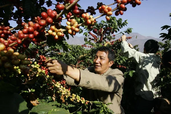 Chinesische Bauern Ernten Kaffeebohnen Auf Einer Kaffeeplantage Dorf Xinzhai Stadt — Stockfoto