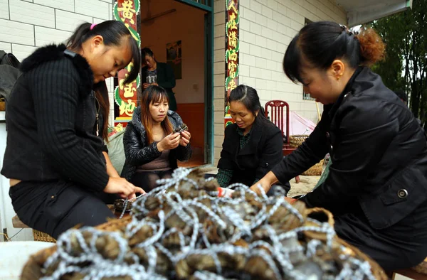 Kobiet Chińskich Pracowników Związać Kraby Farmie Krabów Huaying Miasta Południowo — Zdjęcie stockowe