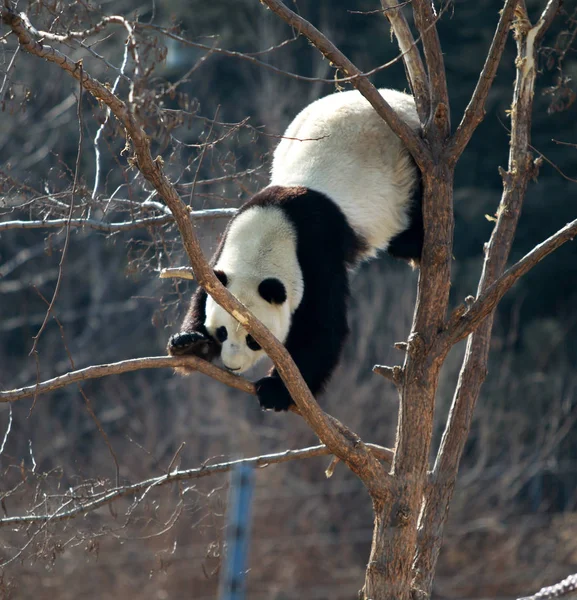 Ein Panda Auf Einem Zweig Einem Zoo Yantai Provinz Handong — Stockfoto