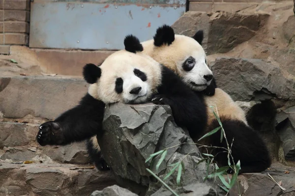 Chengxiao Rechts Einer Der Riesenpanda Zwillinge Aus Der Provinz Sichuan — Stockfoto